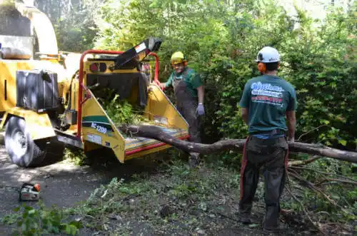 tree services Cairo